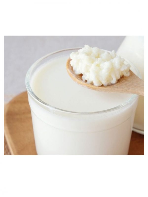 A spoonful of organic live milk kefir grains next to a cup of freshly prepared milk kefir, showcasing the probiotic-rich goodness of homemade kefir.